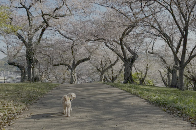 奈良の春。桜並木の道を歩く犬。